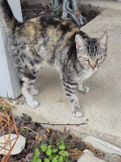 A796153 - Domestic Short Hair available for adoption