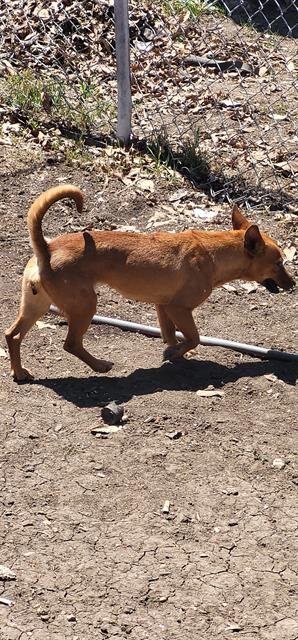 MO - Terrier available for adoption