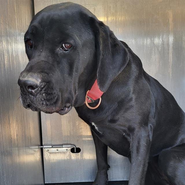 BELLA - Mastiff available for adoption