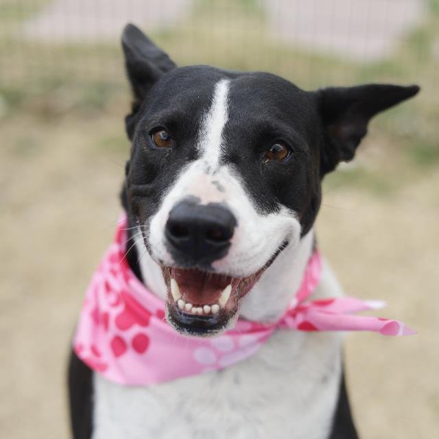 THOR - Terrier / American Staffordshire Terrier available for adoption