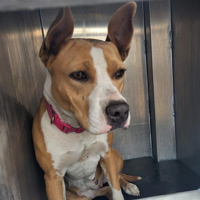 BENJI - Terrier available for adoption