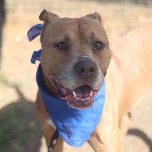 BUCKAROO - American Pit Bull Terrier available for adoption