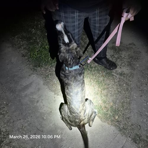 LAYLA - Terrier available for adoption