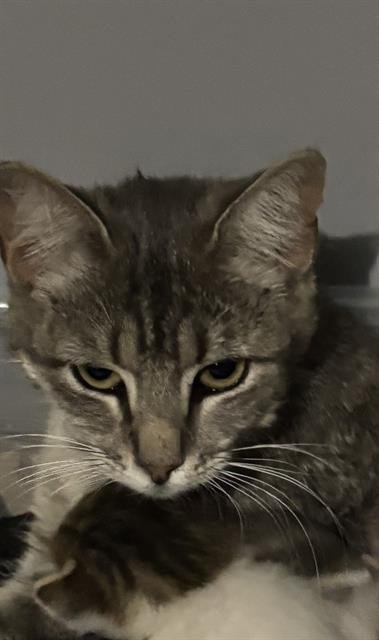 ZOE - Domestic Short Hair available for adoption