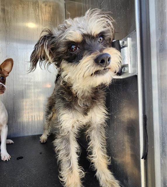 PRINCE - Miniature Schnauzer available for adoption