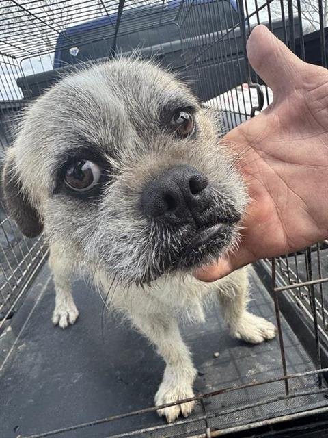 BUDDY - Pug available for adoption