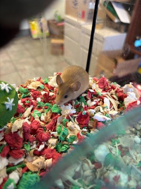 JACK - Mouse available for adoption