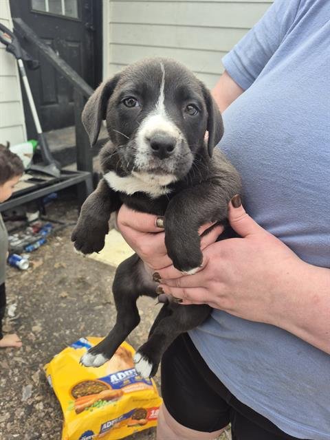BRITT - Labrador Retriever available for adoption