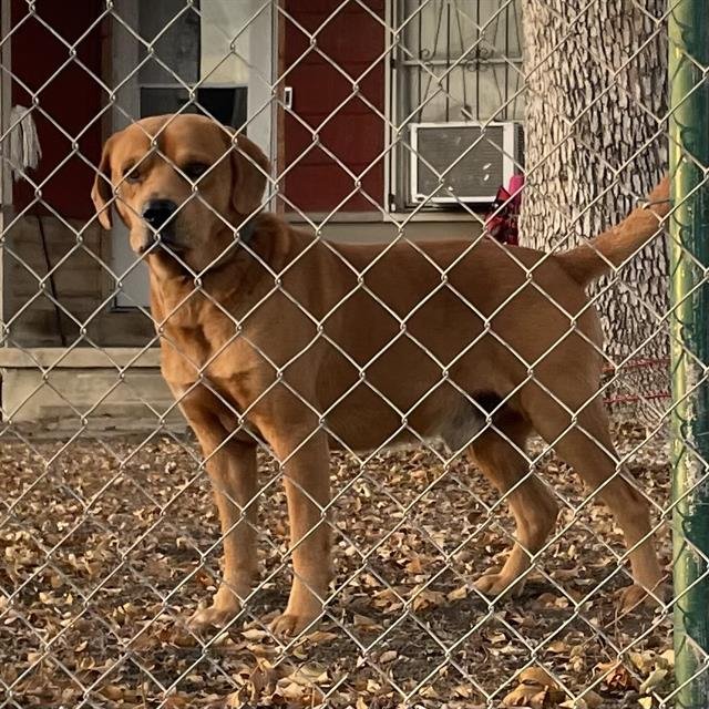 BROWNIE - Hound available for adoption