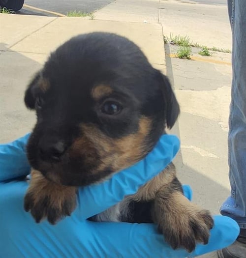 SPARK - Terrier available for adoption