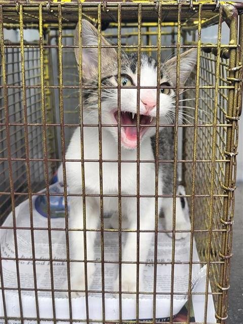 VALENTINA - Domestic Short Hair available for adoption