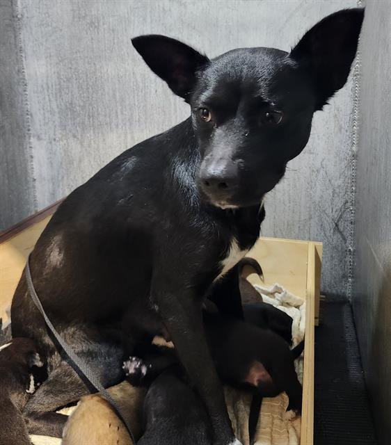 LOLA - Chihuahua available for adoption