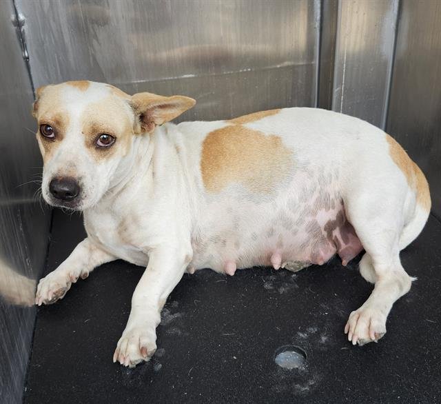 VANILLA - Terrier available for adoption