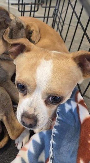 CHICO - Chihuahua available for adoption