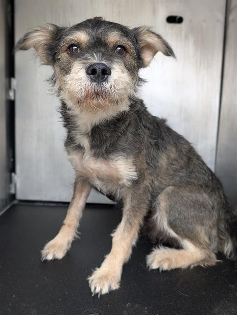 REMINGTON - Miniature Schnauzer available for adoption