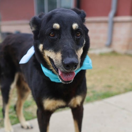 BAMBI - Flat-coated Retriever available for adoption