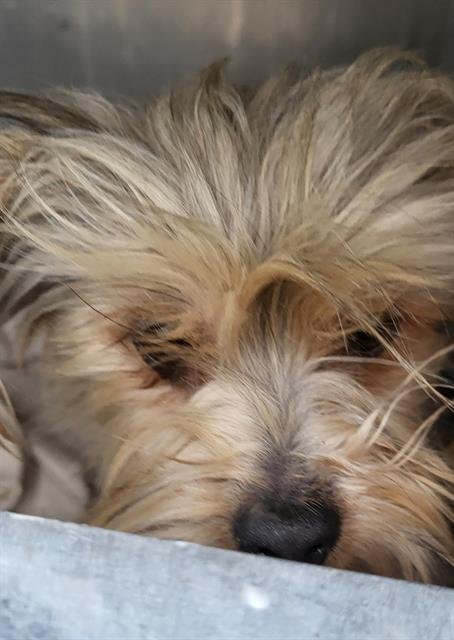 AGATHA - Shih Tzu available for adoption