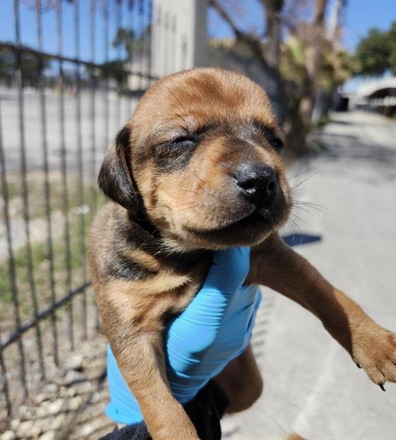 BOSTON - Terrier available for adoption