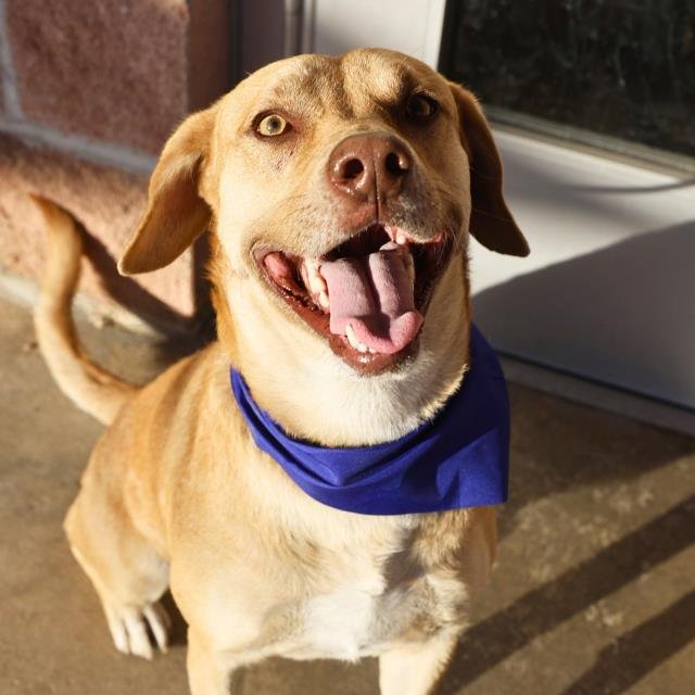 BLAZE - Labrador Retriever available for adoption