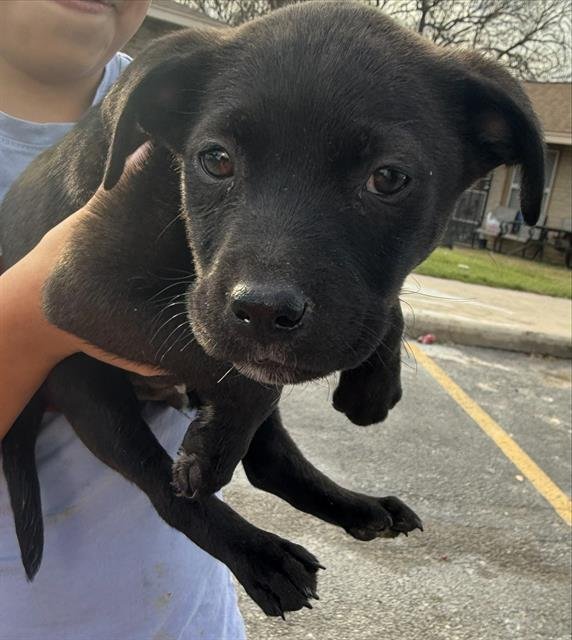 BACON - Labrador Retriever available for adoption