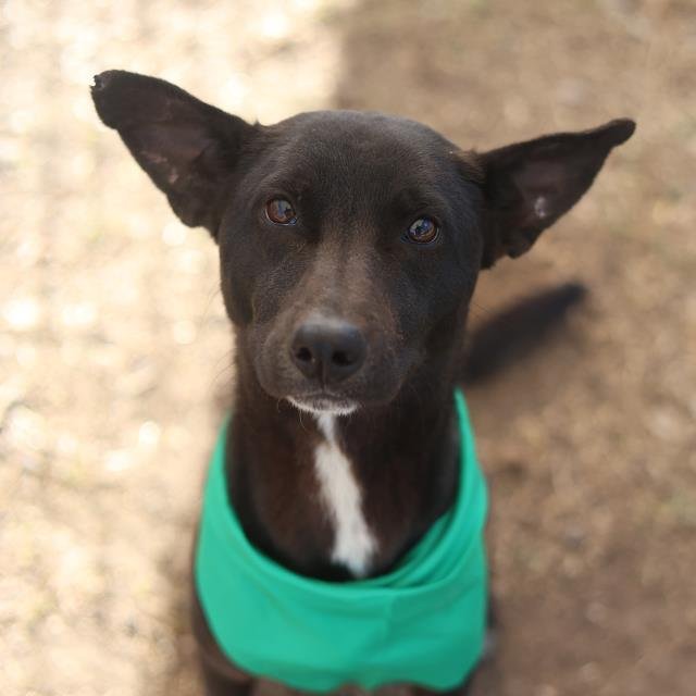 DRAKE - Labrador Retriever available for adoption