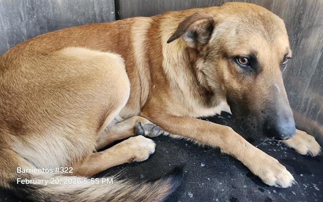 THORLEY - German Shepherd Dog available for adoption