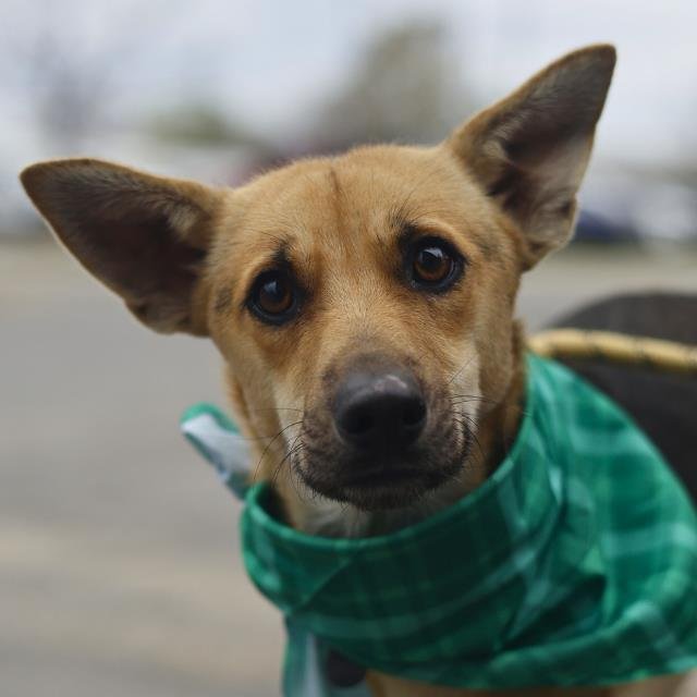 SPARKY - German Shepherd Dog available for adoption