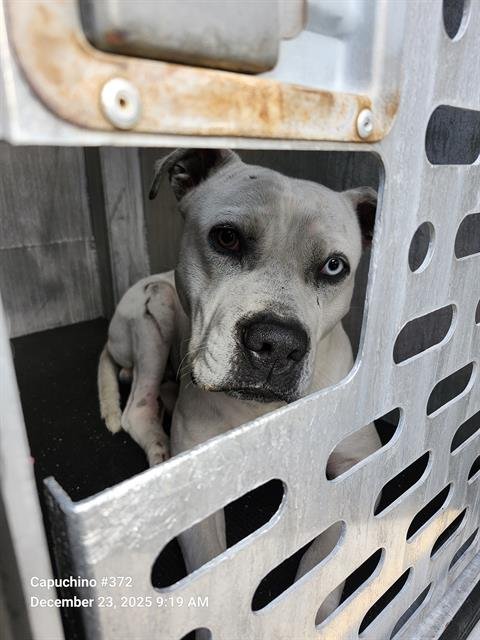 A788448 - American Staffordshire Terrier available for adoption