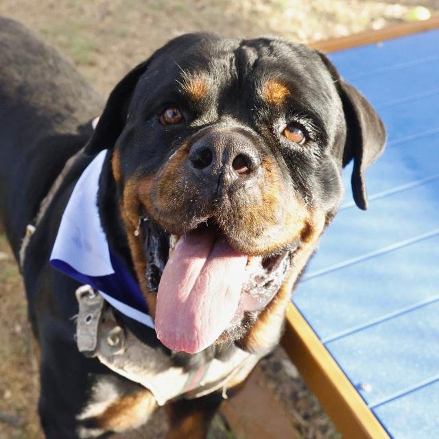 BEAR ANTHONY - Rottweiler available for adoption