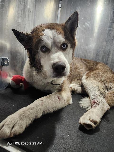 CASCARONE - Husky available for adoption