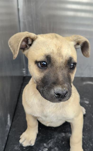 PUP 4 - American Staffordshire Terrier available for adoption