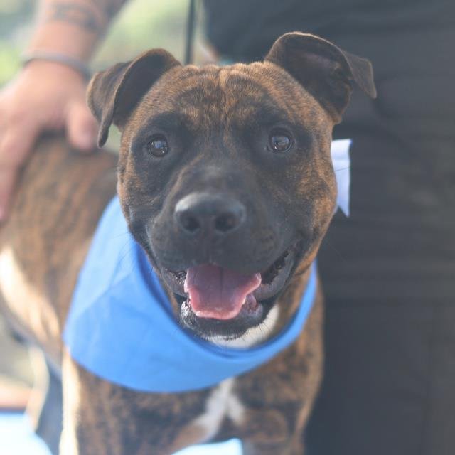 BOWDY - American Staffordshire Terrier available for adoption