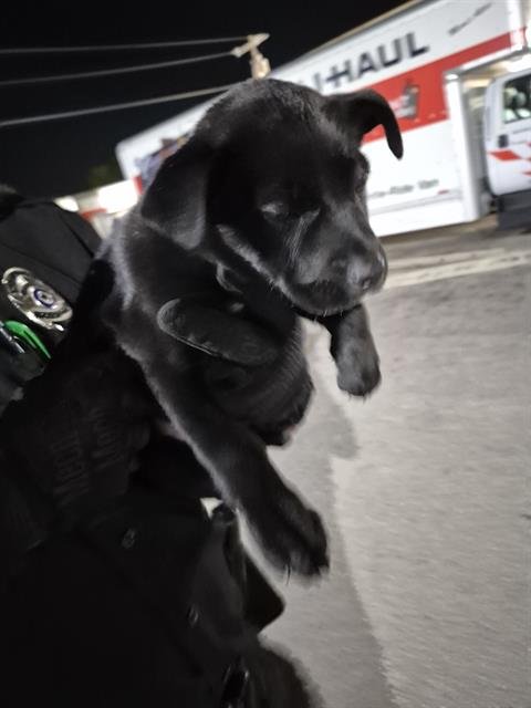 SHARONA - Labrador Retriever available for adoption