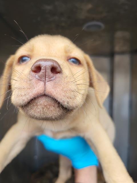 TWAIN - Terrier available for adoption