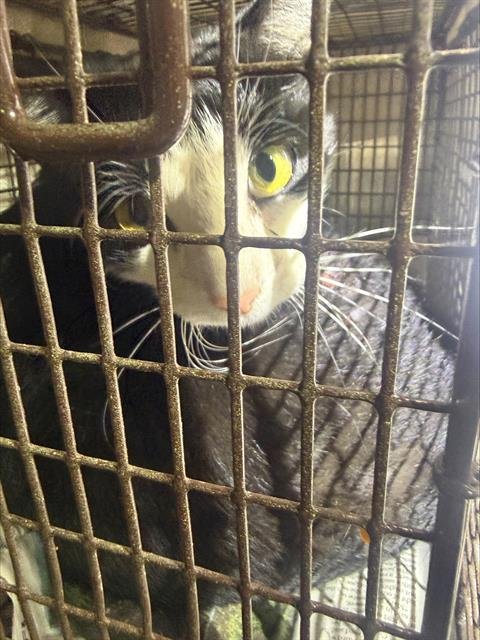 BEBOP - Domestic Short Hair available for adoption