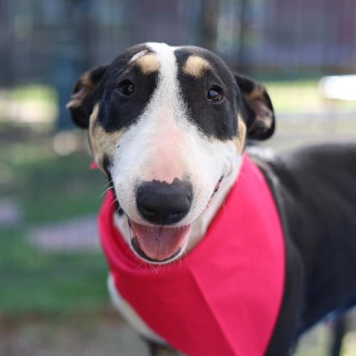 STELLA - Bull Terrier available for adoption