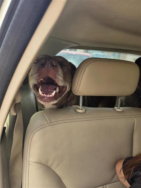 ATHENA - Labrador Retriever available for adoption