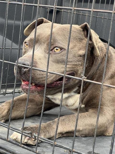 BRUCE - American Staffordshire Terrier available for adoption