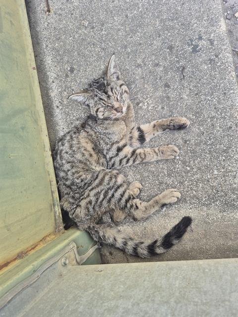 TANYA - Domestic Short Hair available for adoption