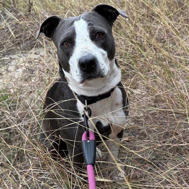 MIRA - American Staffordshire Terrier available for adoption