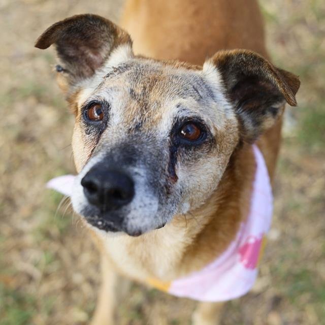 TATER - Terrier available for adoption