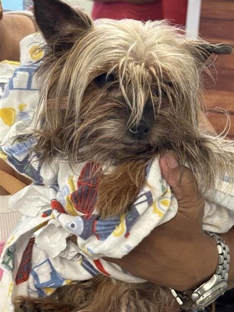 ARIA - Yorkshire Terrier Yorkie available for adoption