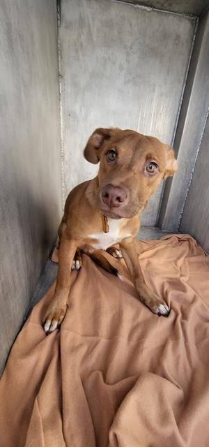 RUSTY - Labrador Retriever available for adoption