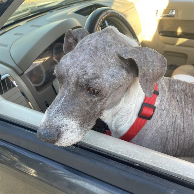 PABLO - Terrier available for adoption