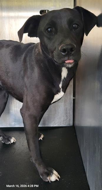 BEAR - Labrador Retriever available for adoption