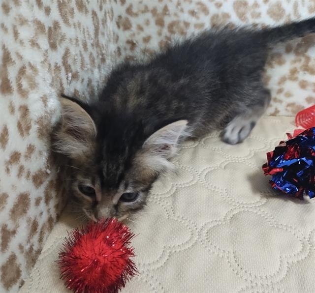 TIGGER Image