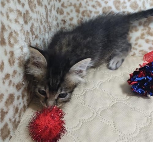TIGGER - Domestic Short Hair available for adoption