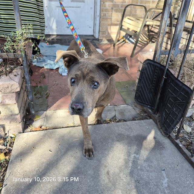 ALEX - American Staffordshire Terrier available for adoption