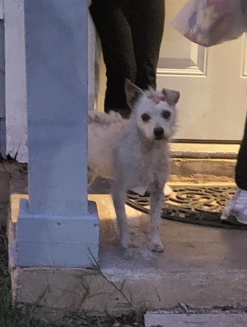 BLAKE - Terrier available for adoption