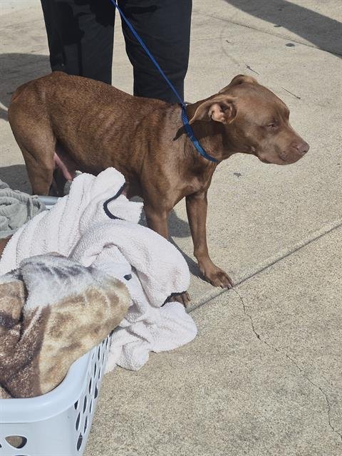 PENNY - American Staffordshire Terrier available for adoption